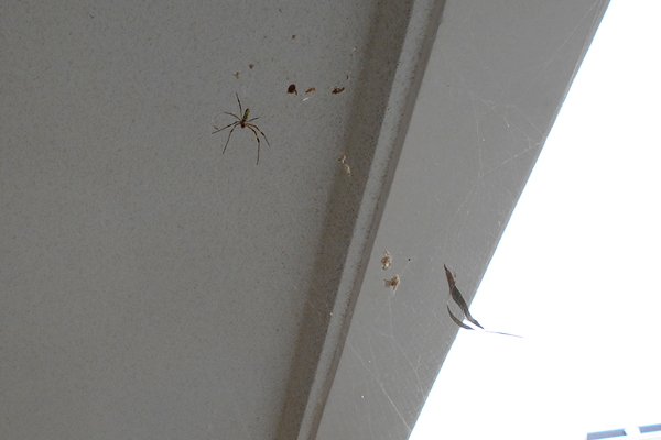 マンション廊下の高所にクモの巣