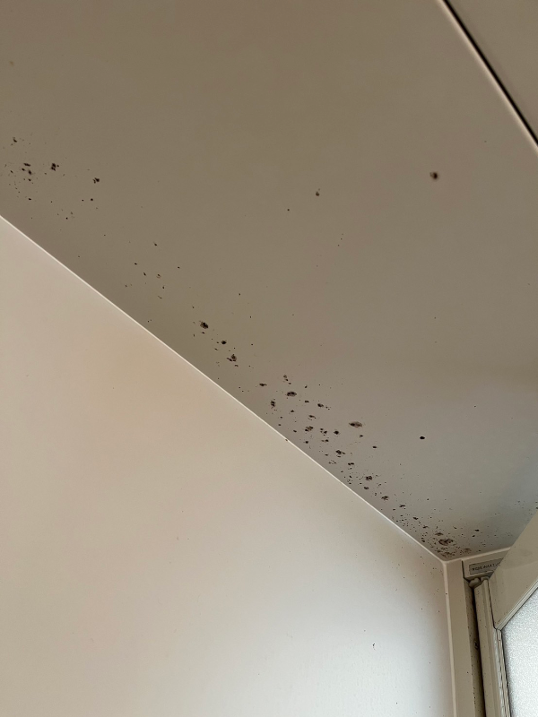高所作業の浴室天井のカビ汚れ